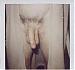 wolfecko's Profile Picture