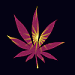 chip7121's Profile Picture