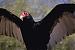 Condor's Profile Picture
