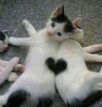 kitten's Profile Picture