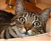 kittycat2004's Profile Picture