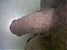 glansandlabia's Profile Picture